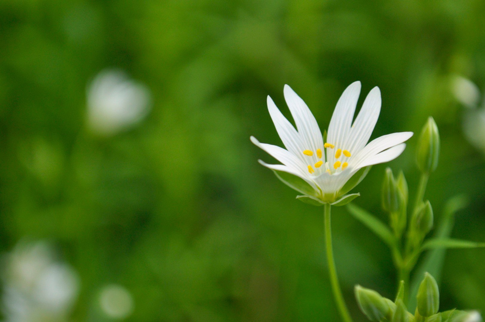 Waldblümchen