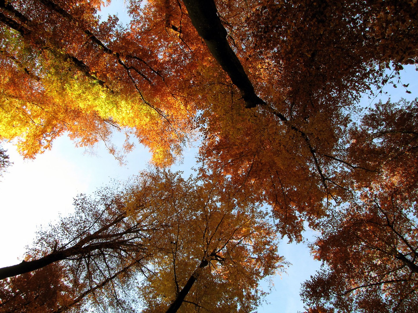 Goldene (Baum)kronen