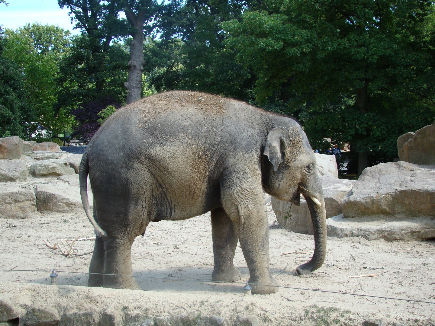 olifant