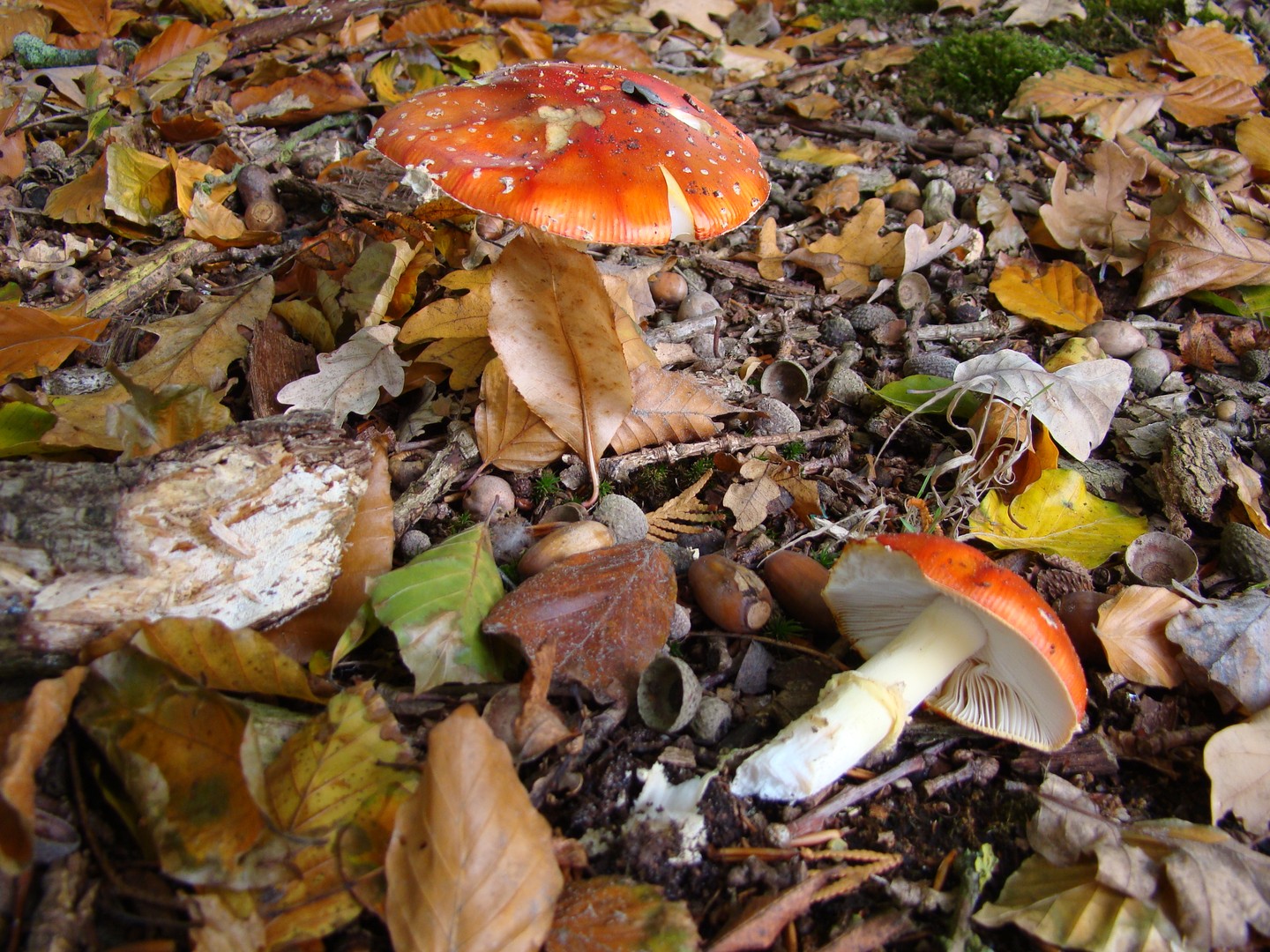 paddenstoelen