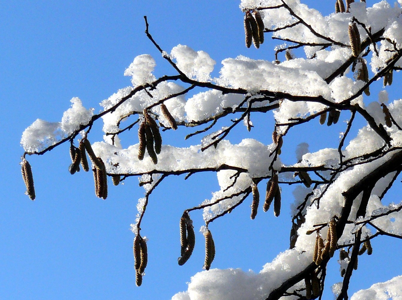 Vorboten des Frühlings im Winterkleid