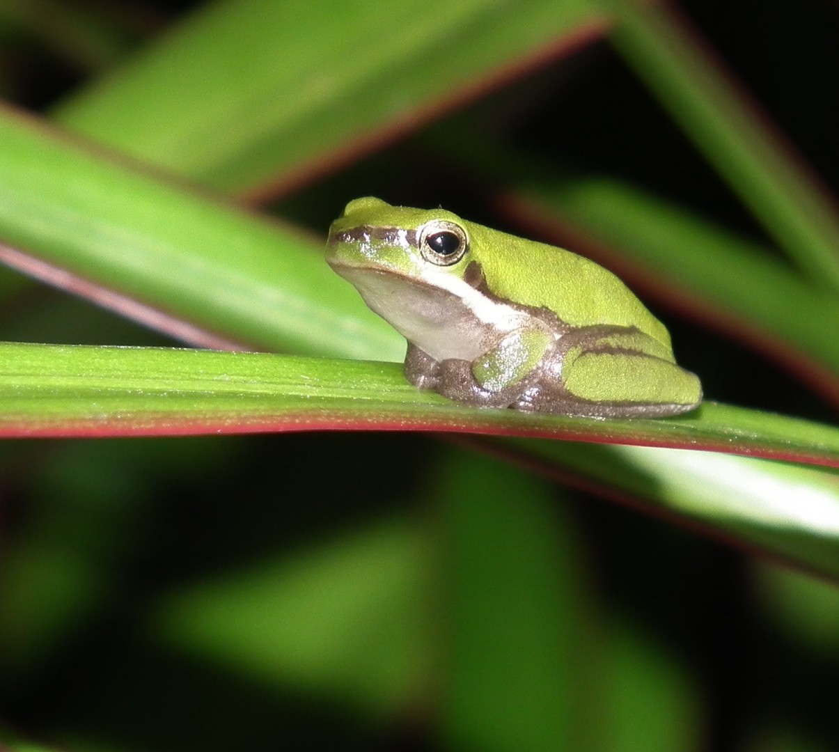 Green frog