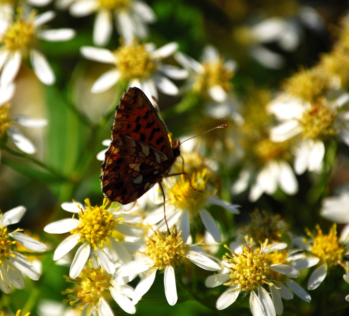 Papillon.