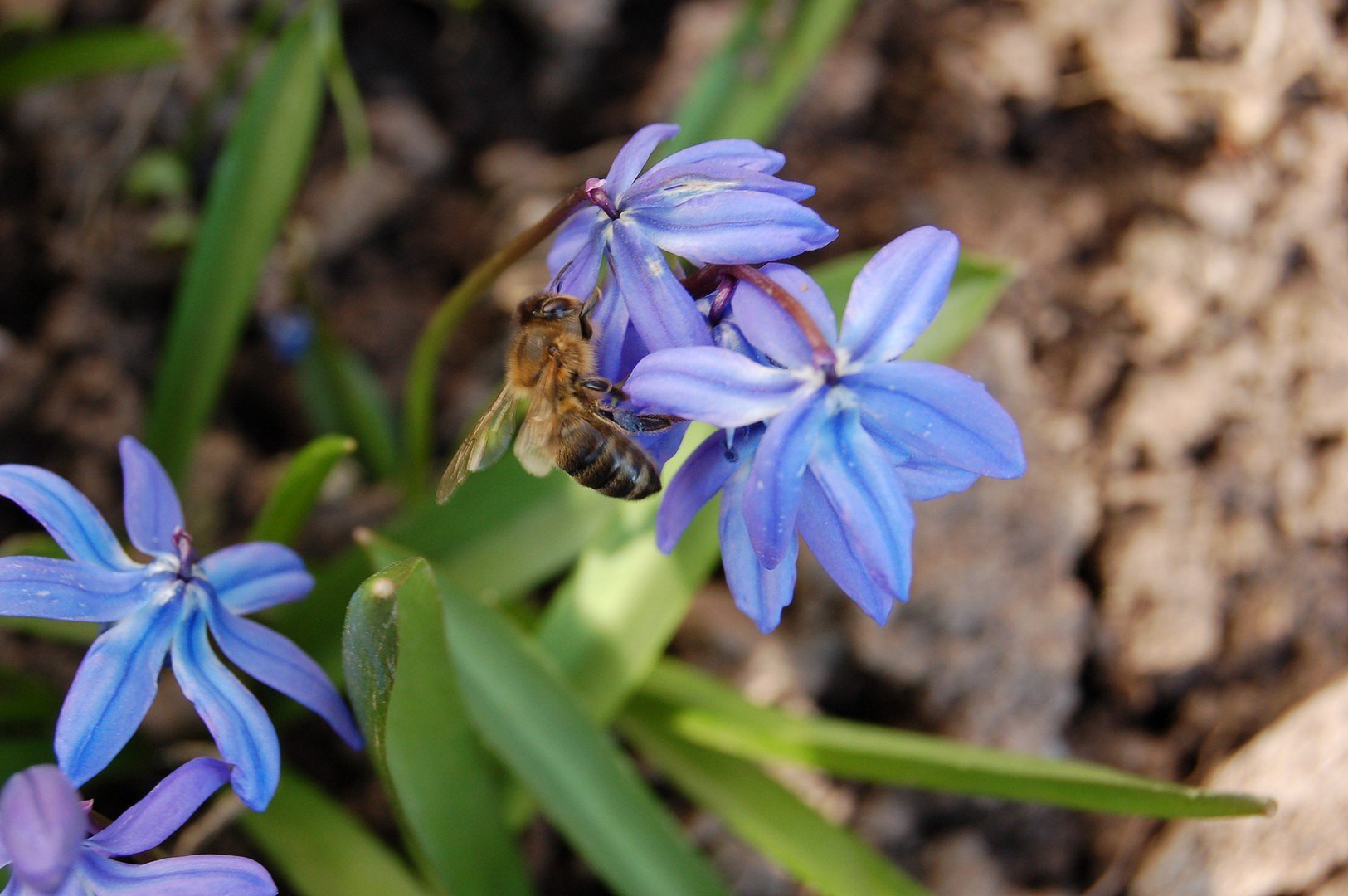 Honig in blau