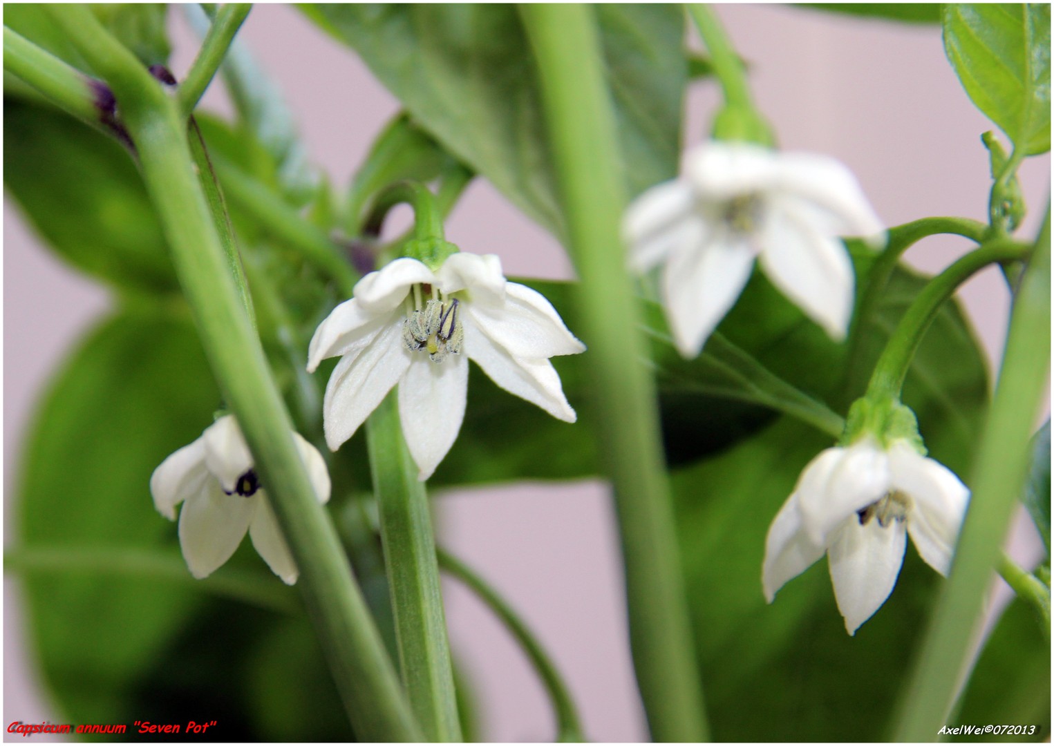 Chiliblüte