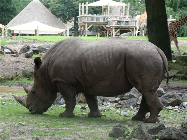 de neushoorn