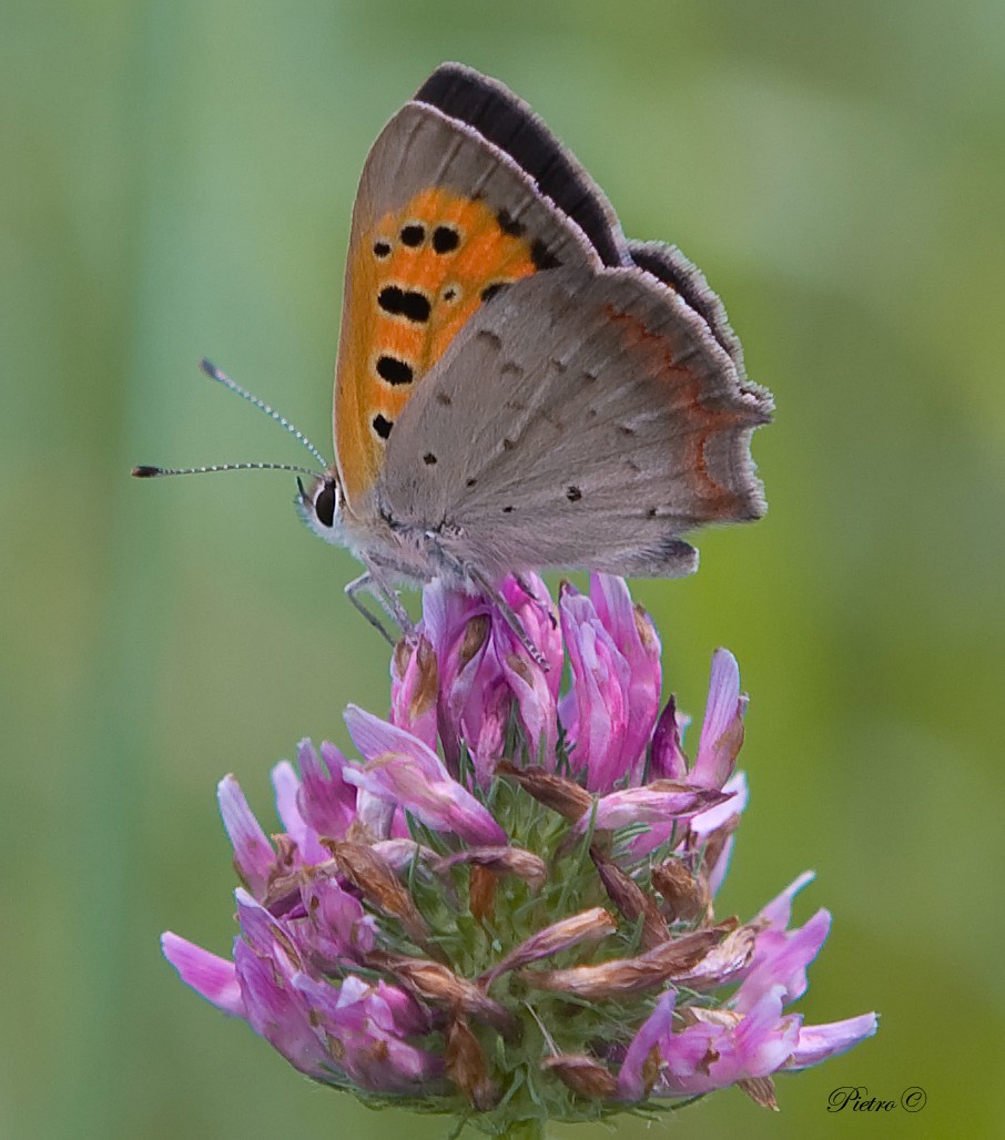 Lycaena phlaeas