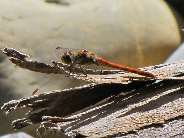 Dragonfly