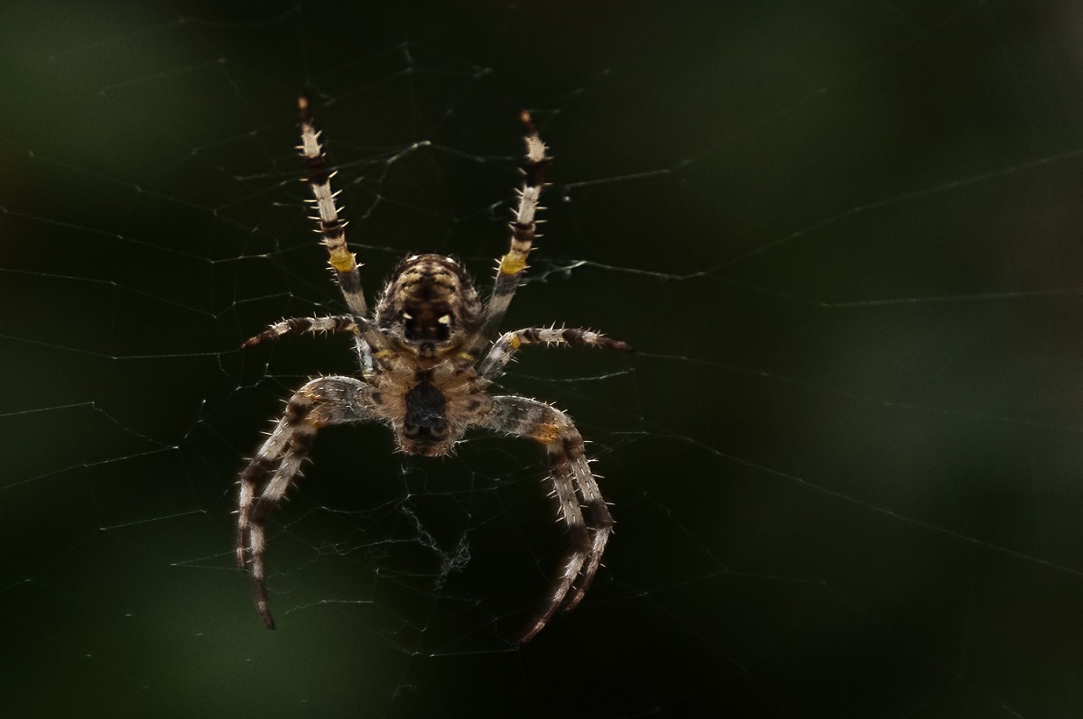 Spinne vor der Haustür