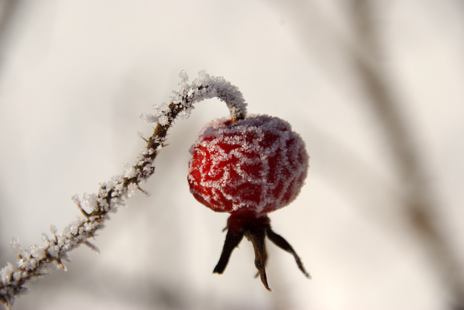 reed of ice..............