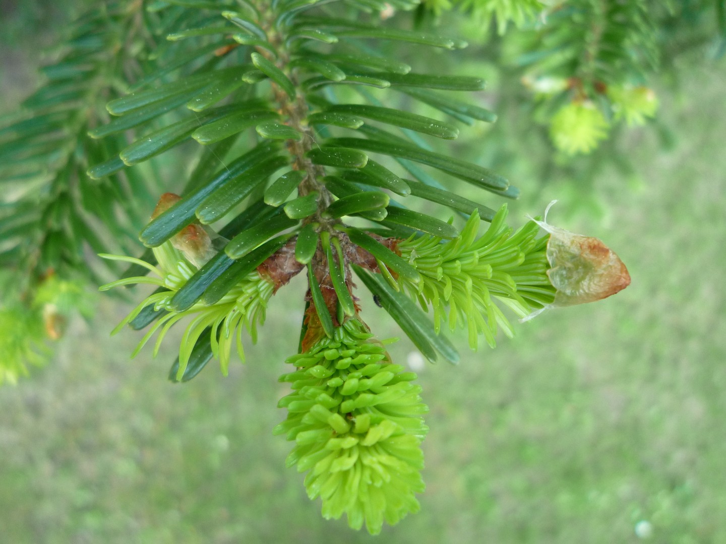 Die Natur erwacht