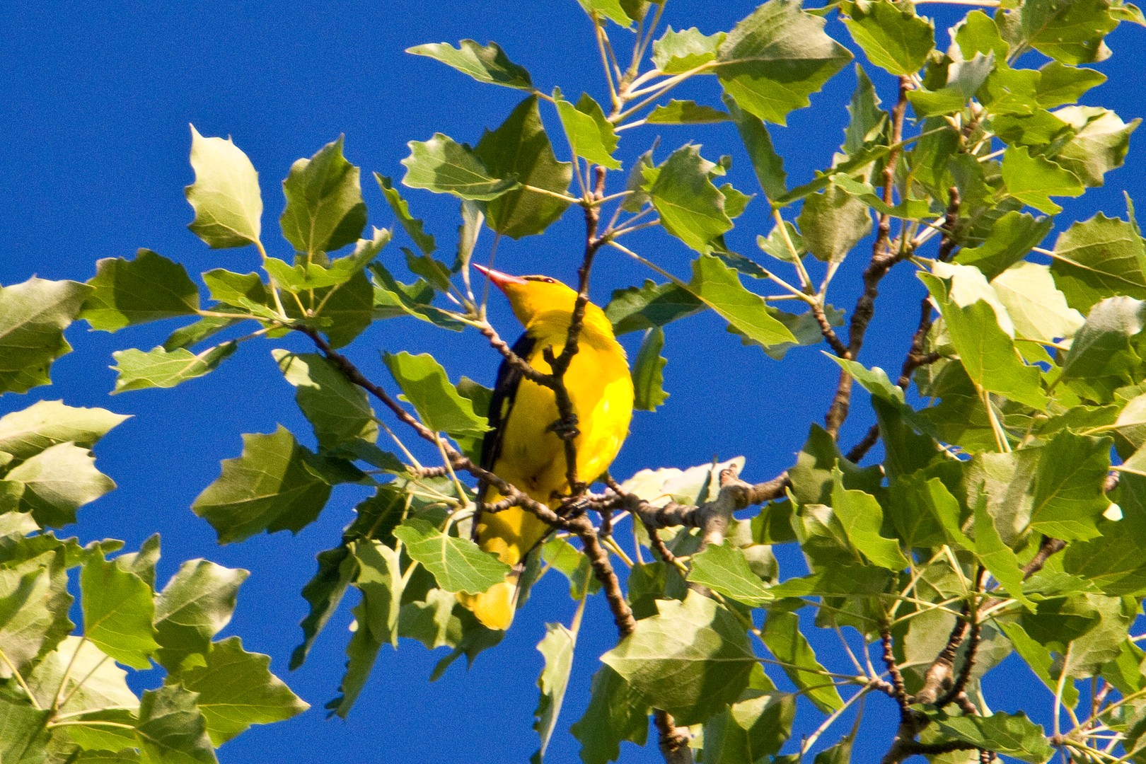 Der Pirol mit exotischen Flötengesang