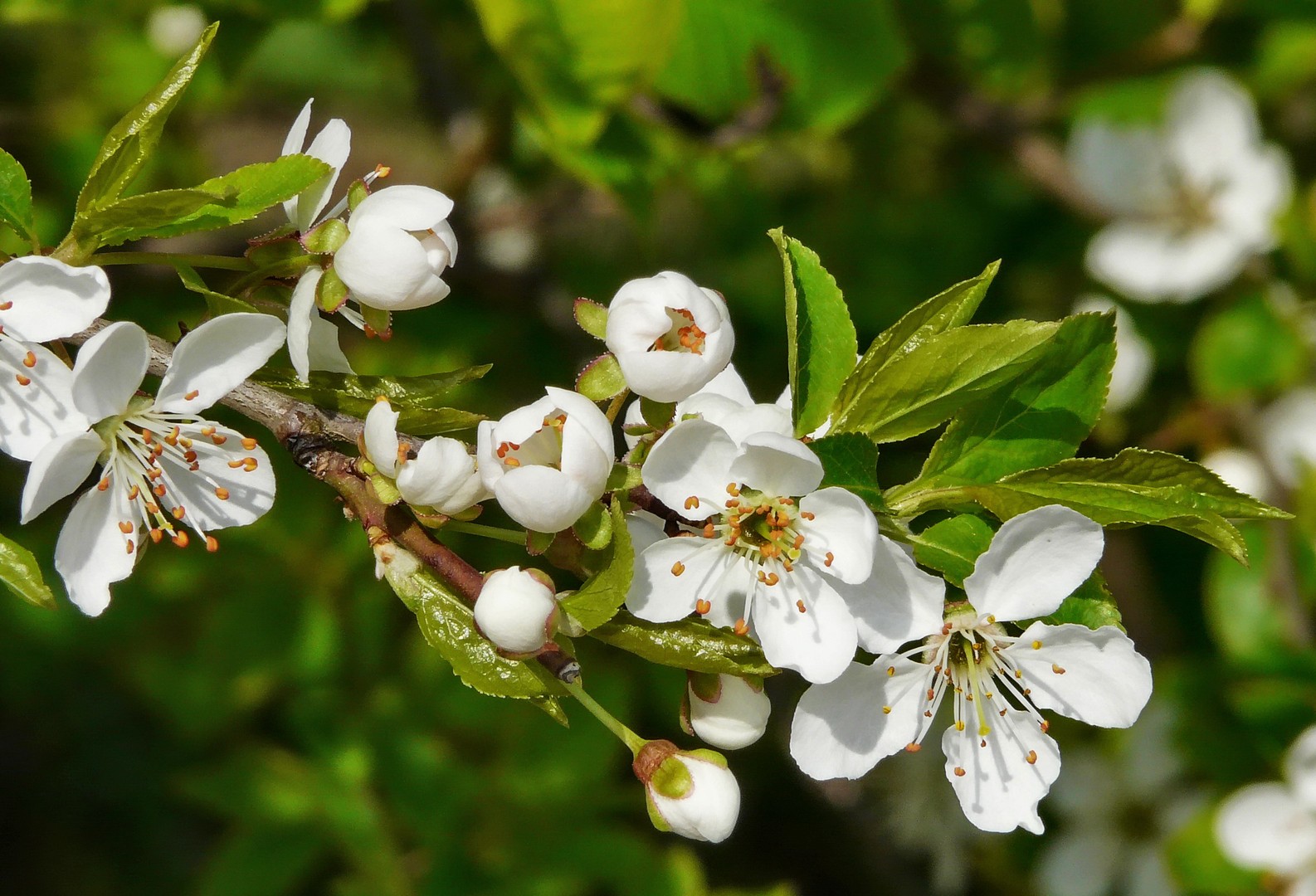 Mirabellenblüte