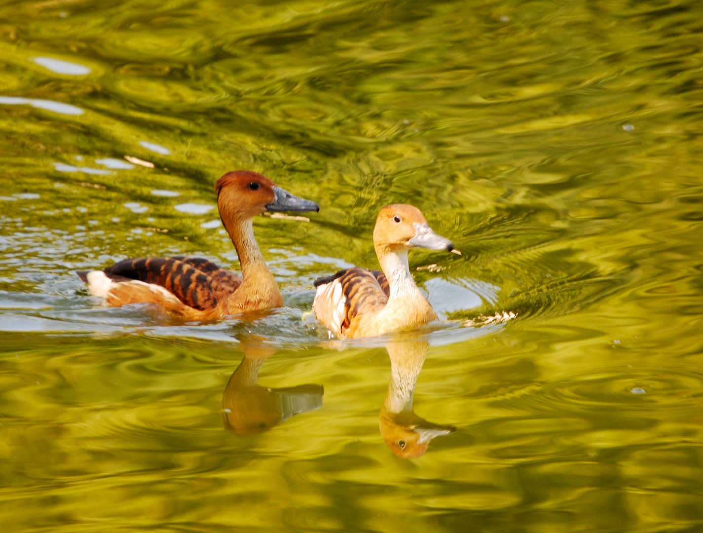 Canards.