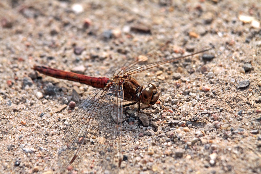 Gemeinde Heidelibelle Männchen