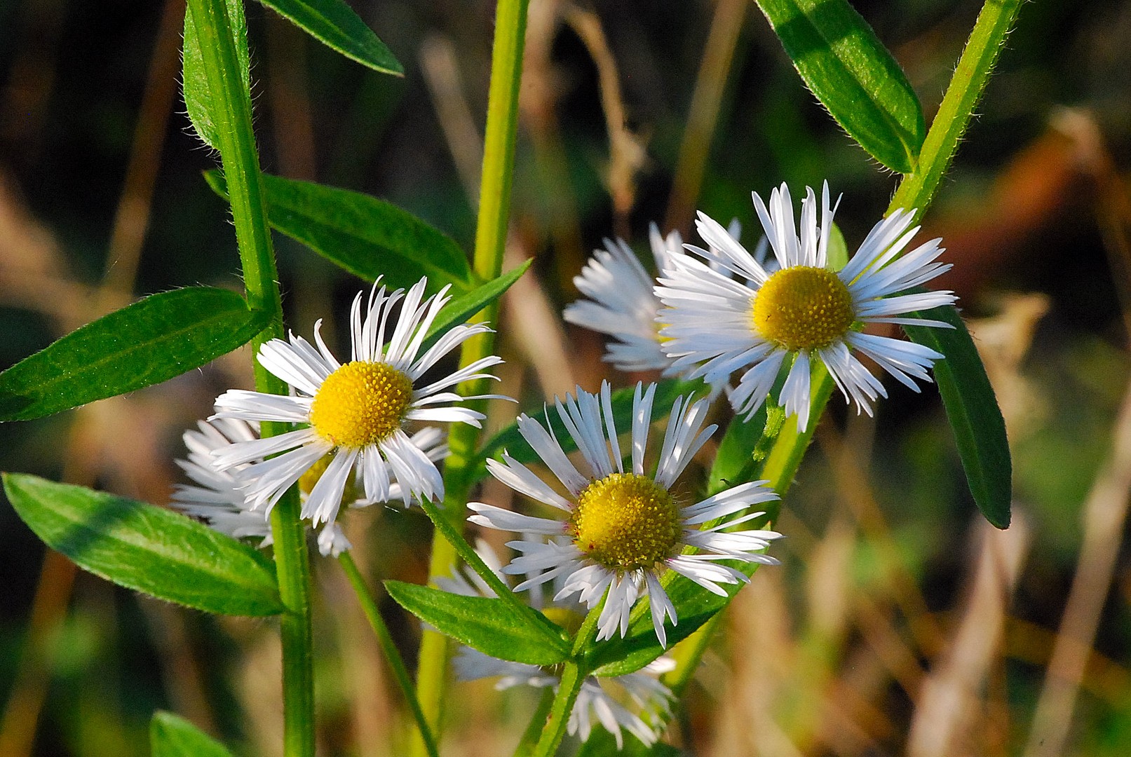 Fleurs.