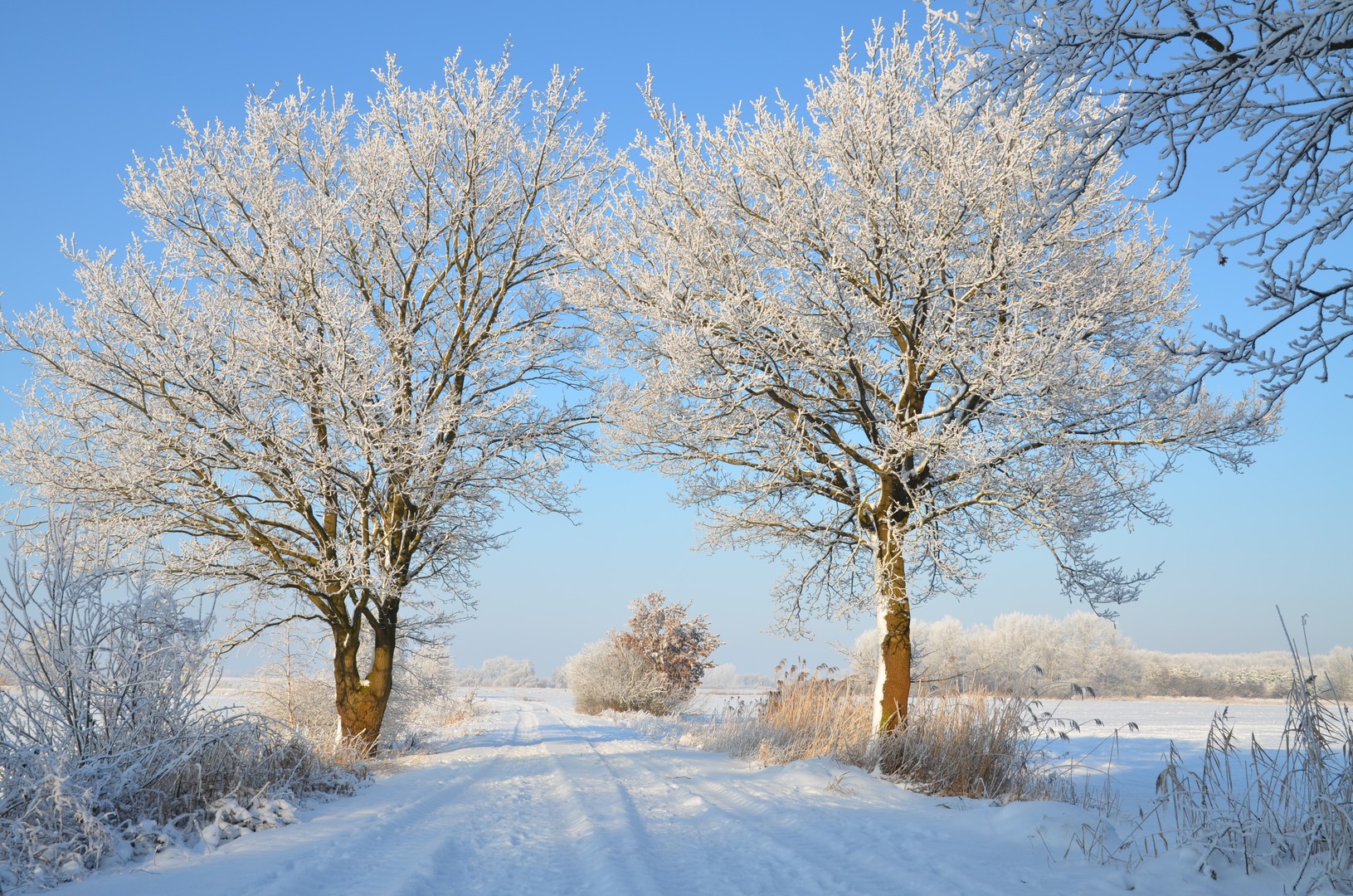 Winterbäume