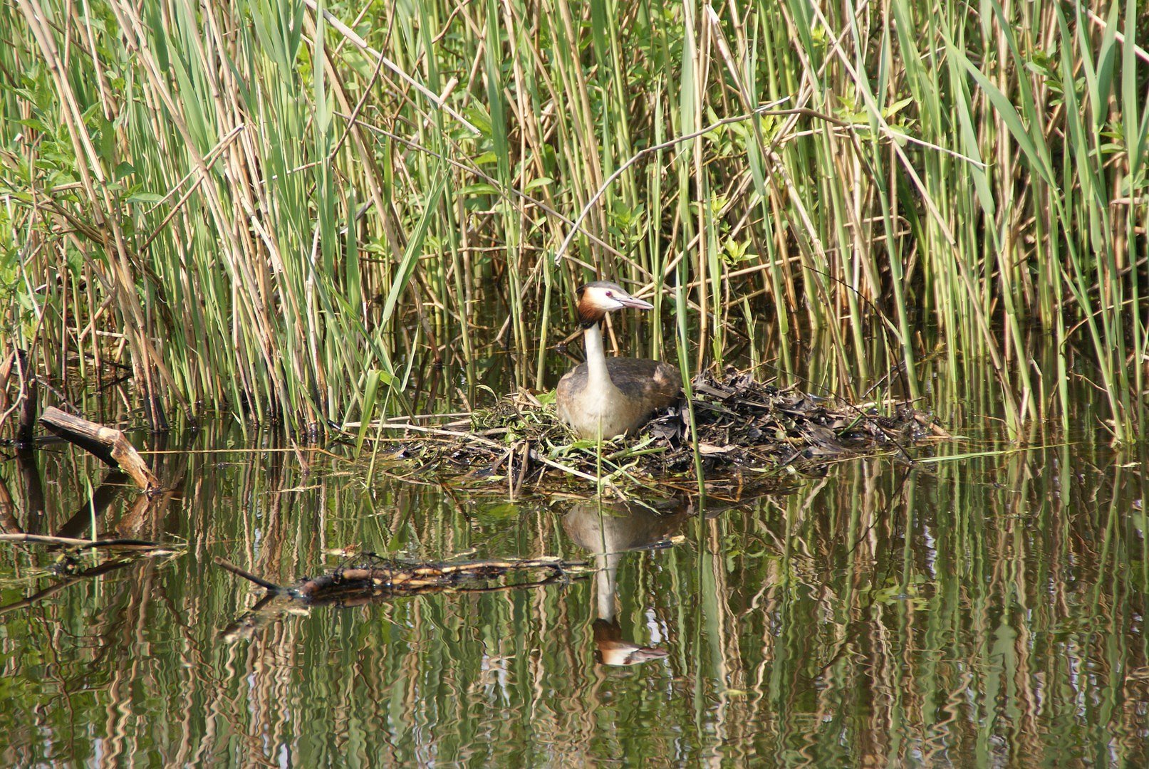 Vogel op nest