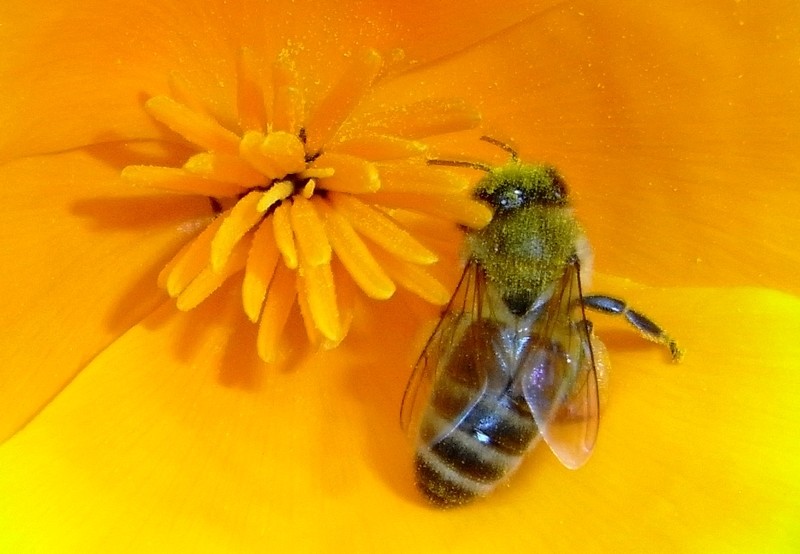 Pollen