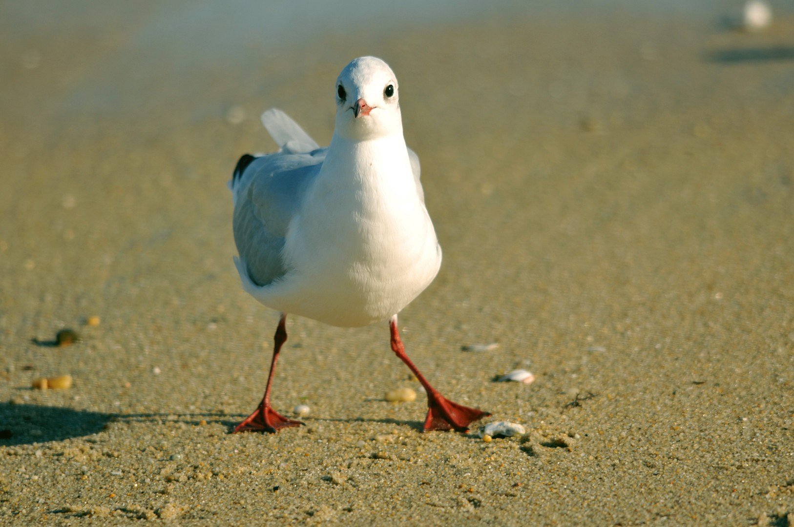 SUR LA PLAGE DE CARNAC