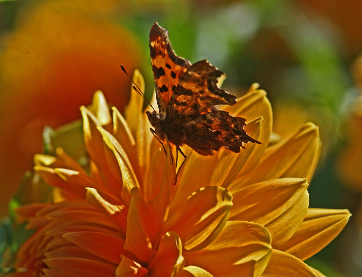 Schmetterling