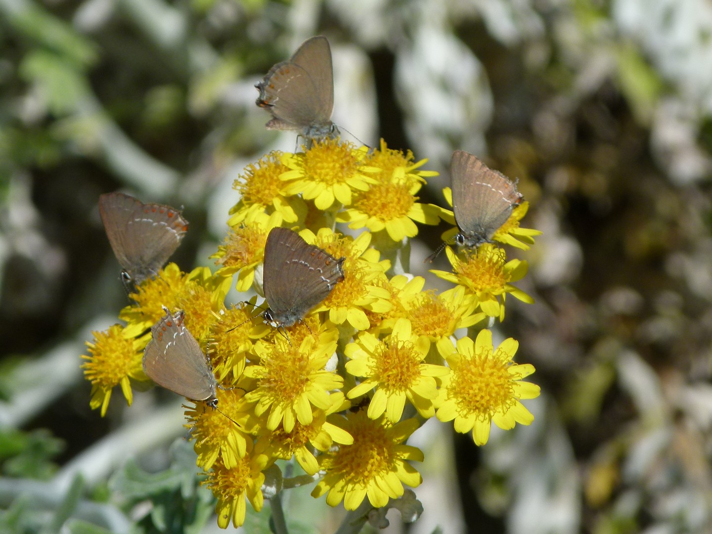 Poca flor para tantas mariposas