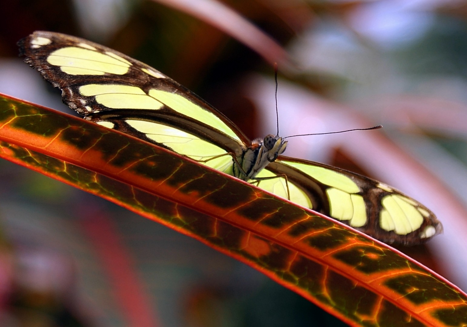 Schmetterling