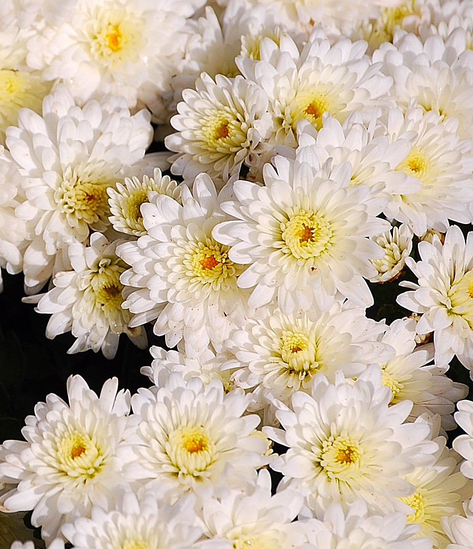 Chrysanthèmes.