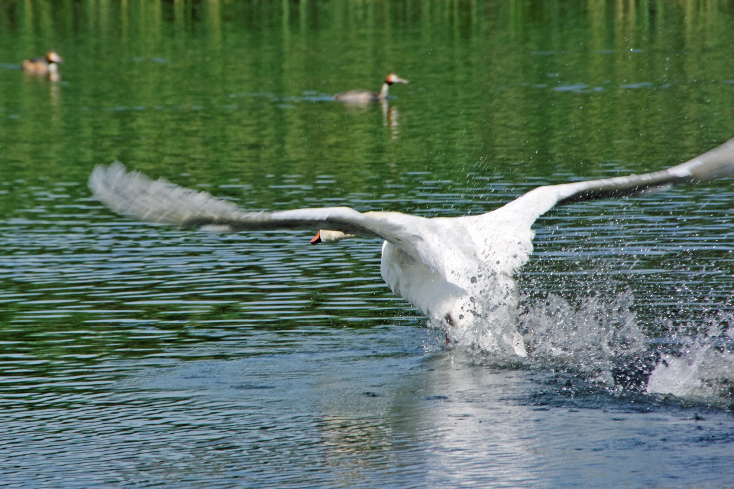 Abfliegender Schwan