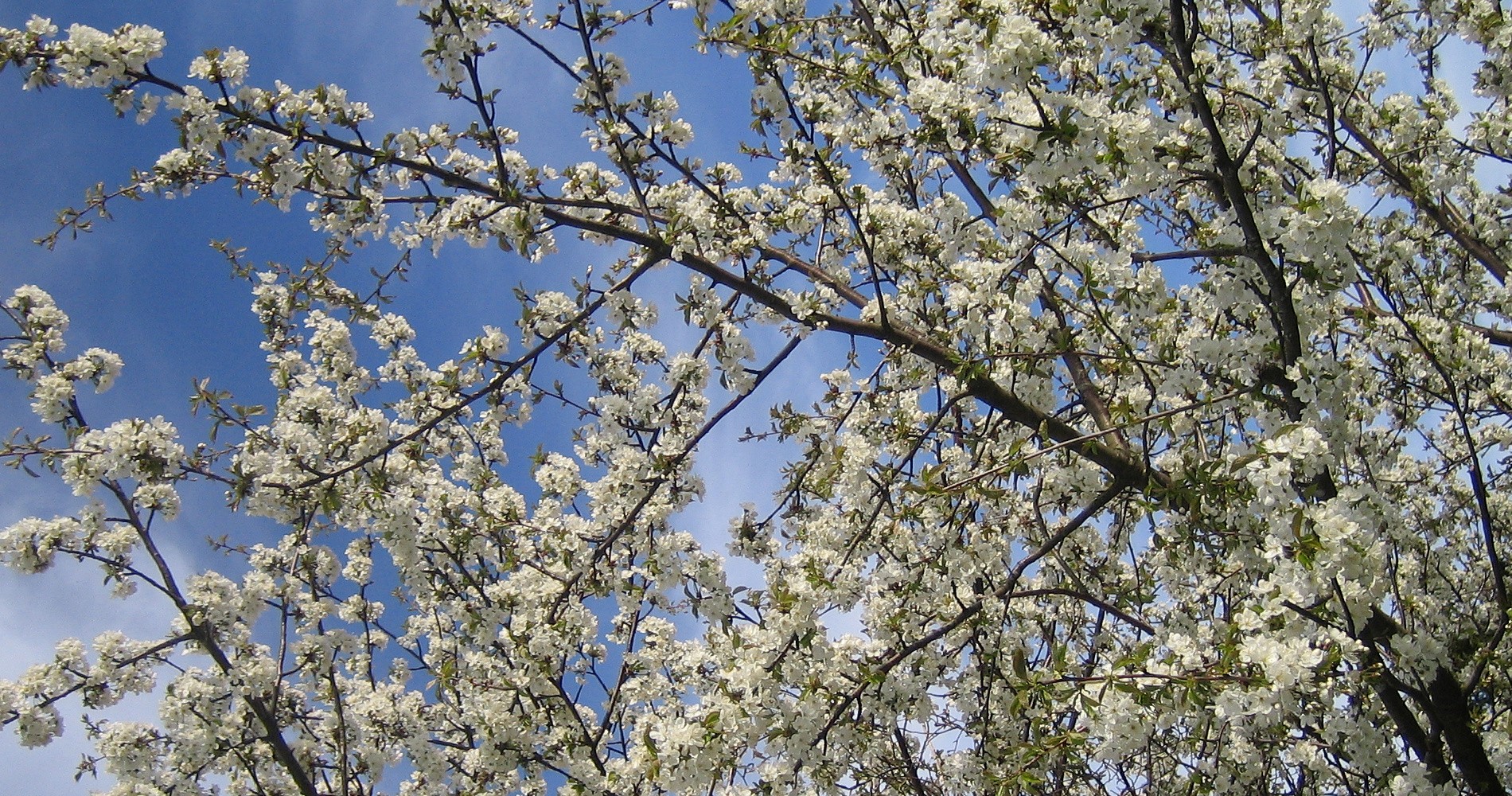 Obstblüte