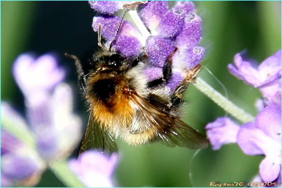 Lavendel mit Besuch