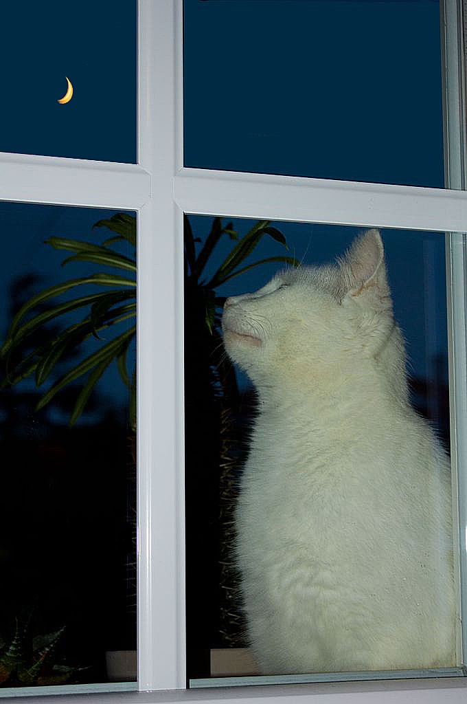 Le chat et la lune