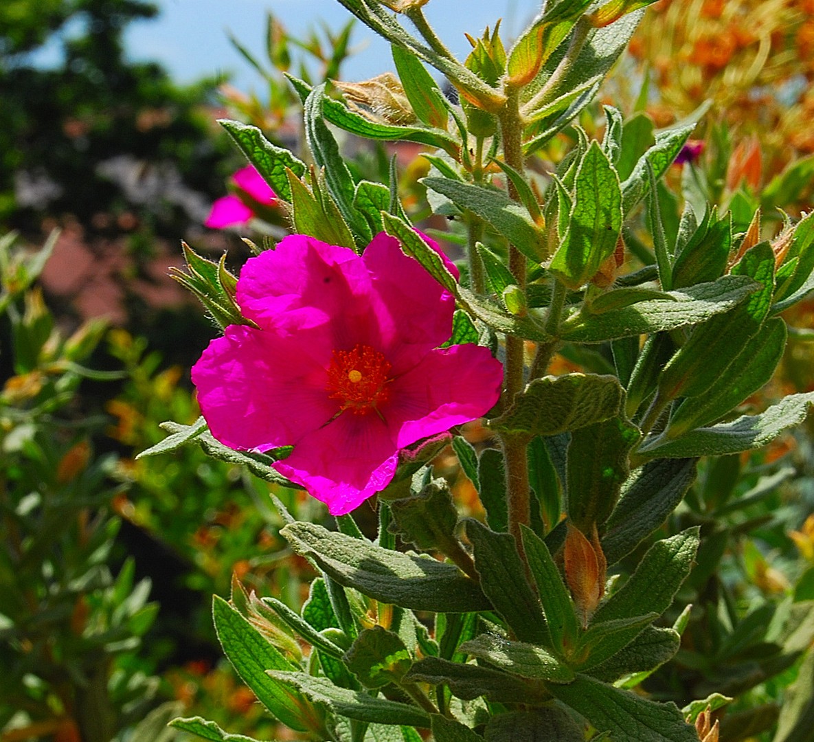 Fleur.