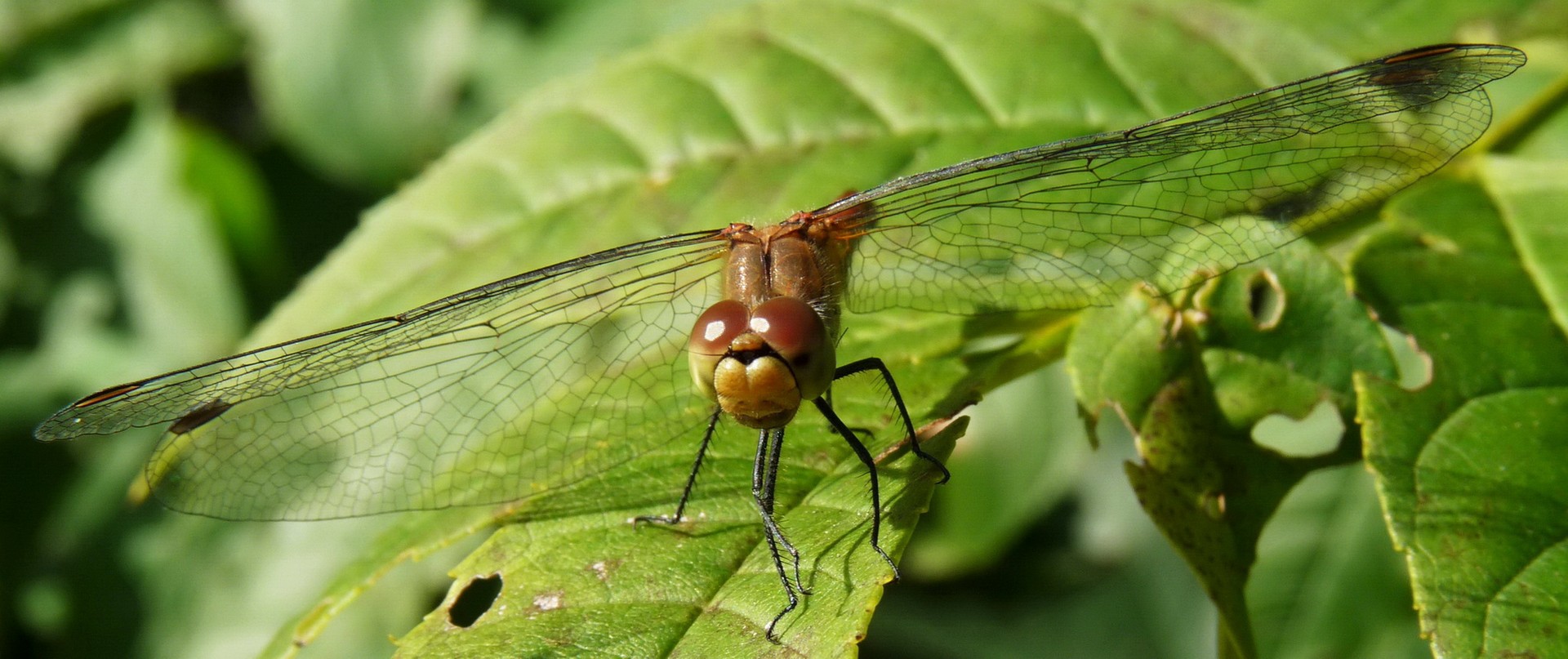 Auf Tuchfühlung mit Libelle