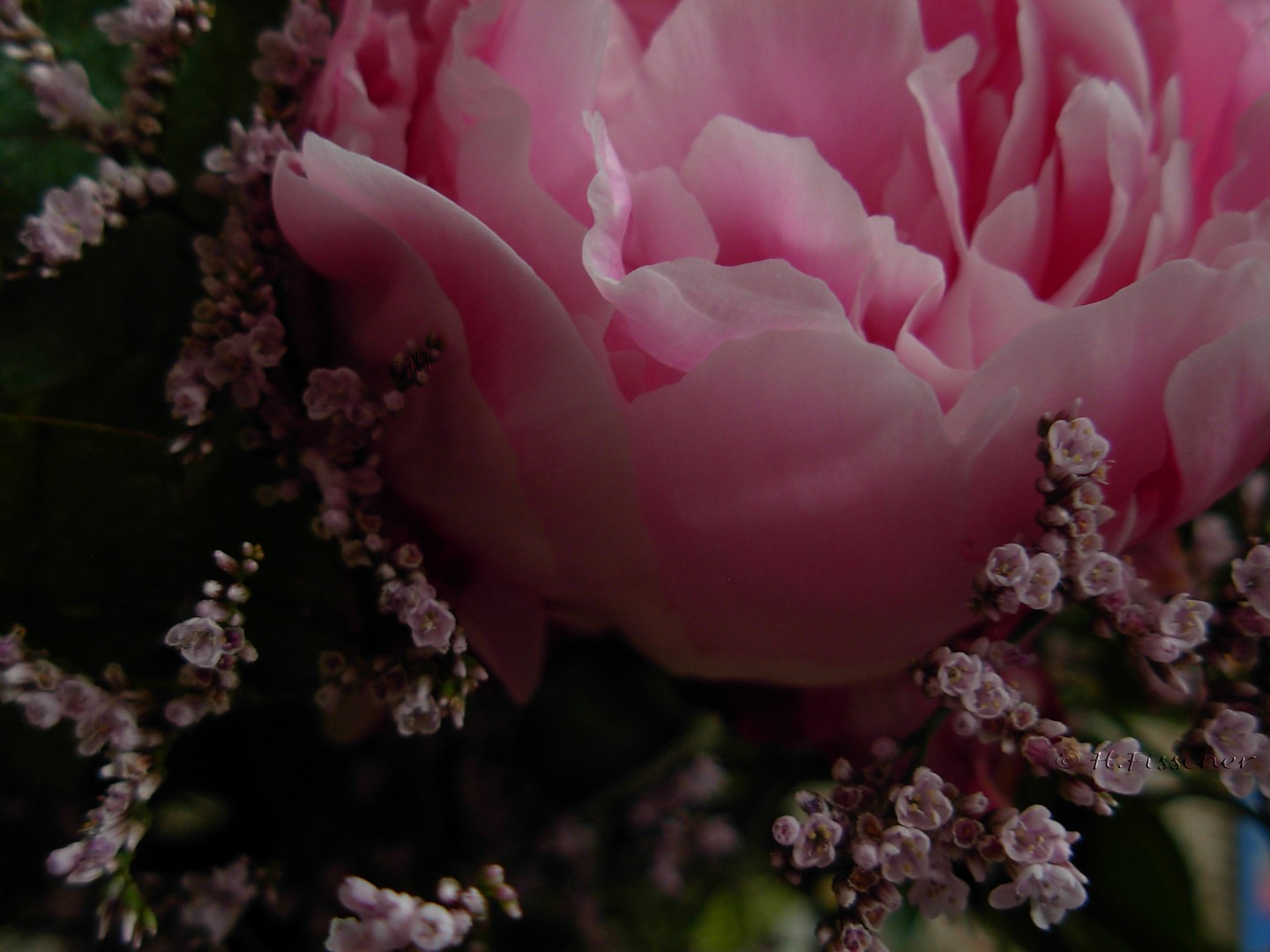 De kijk op bloemen