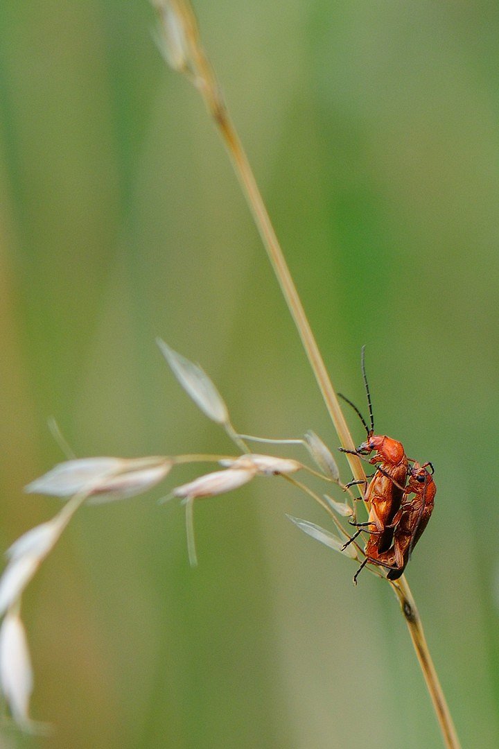 Weichkäfer im Doppelpack