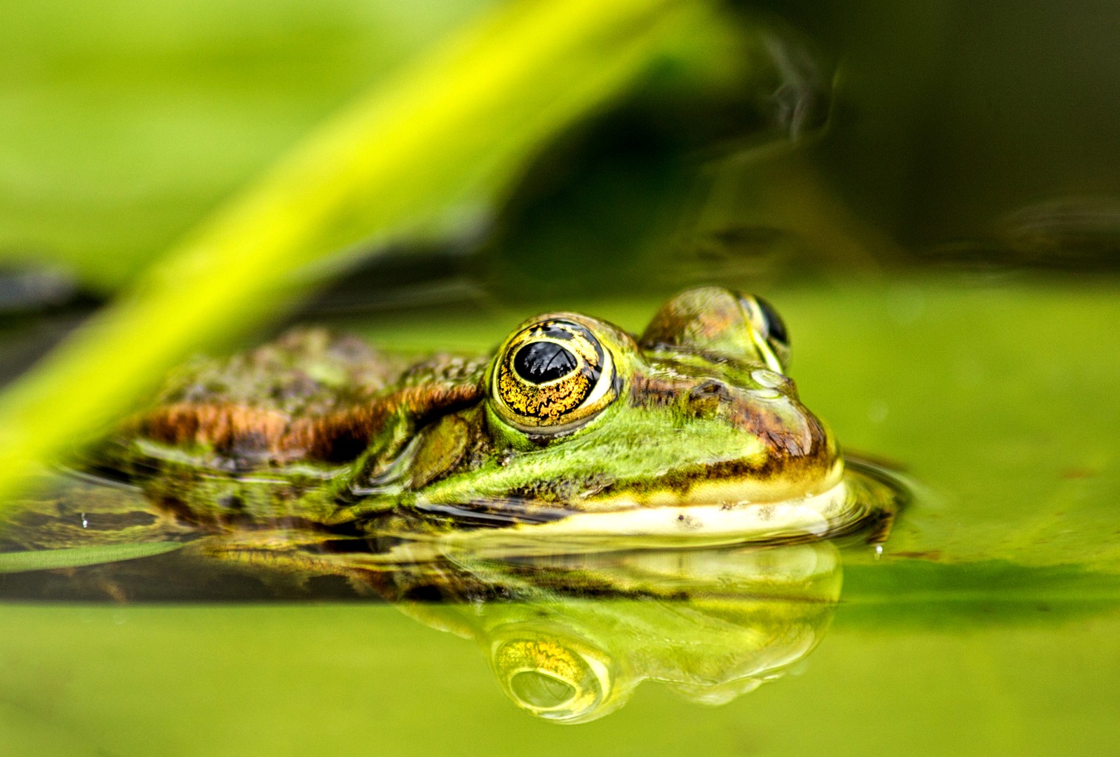 Wasserfrosch