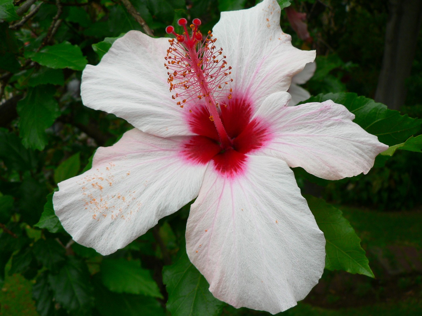 Hibiskus