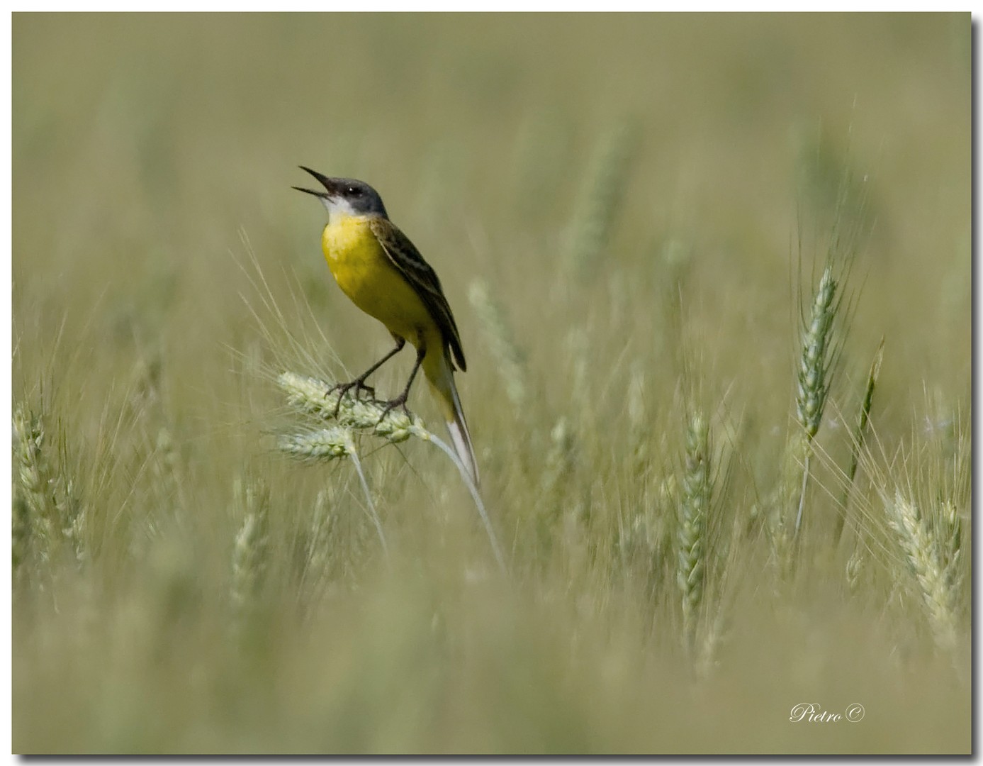 Cutrettola (Motacilla flava). 