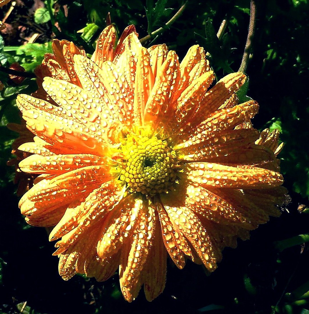 Dalienblüte mit Tröpfchenperlen