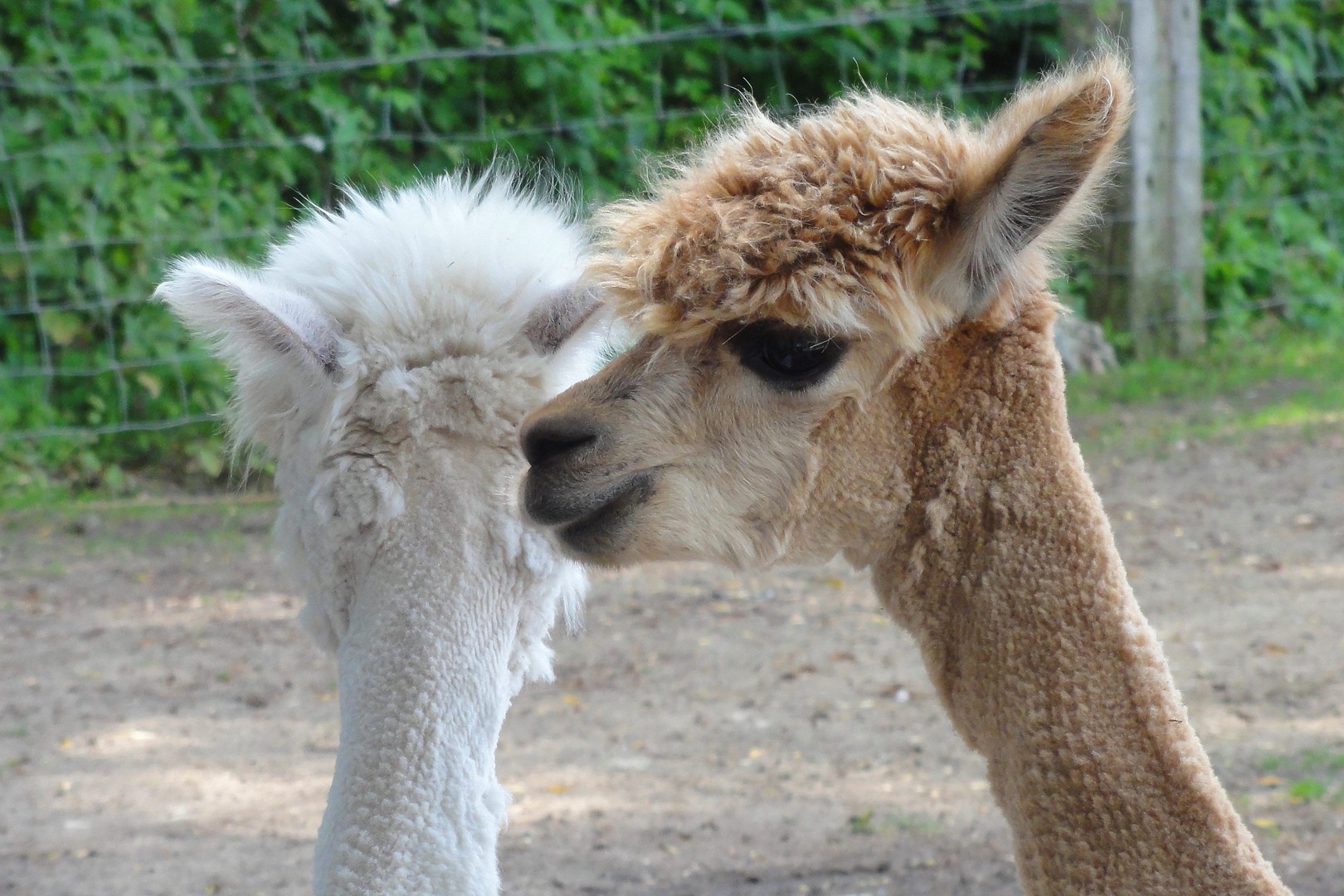 Alpacas