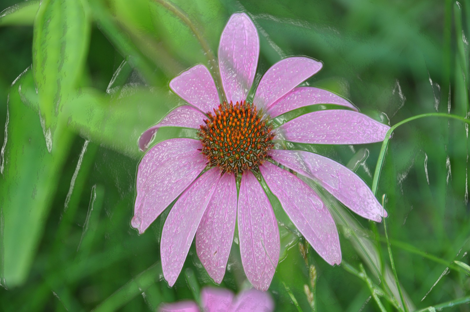 Purple Cone flower in our backyard