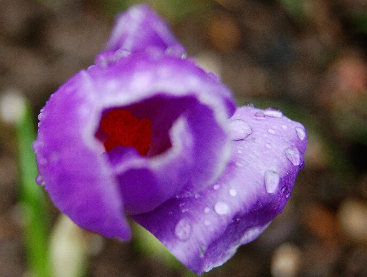 Blüte im Regen