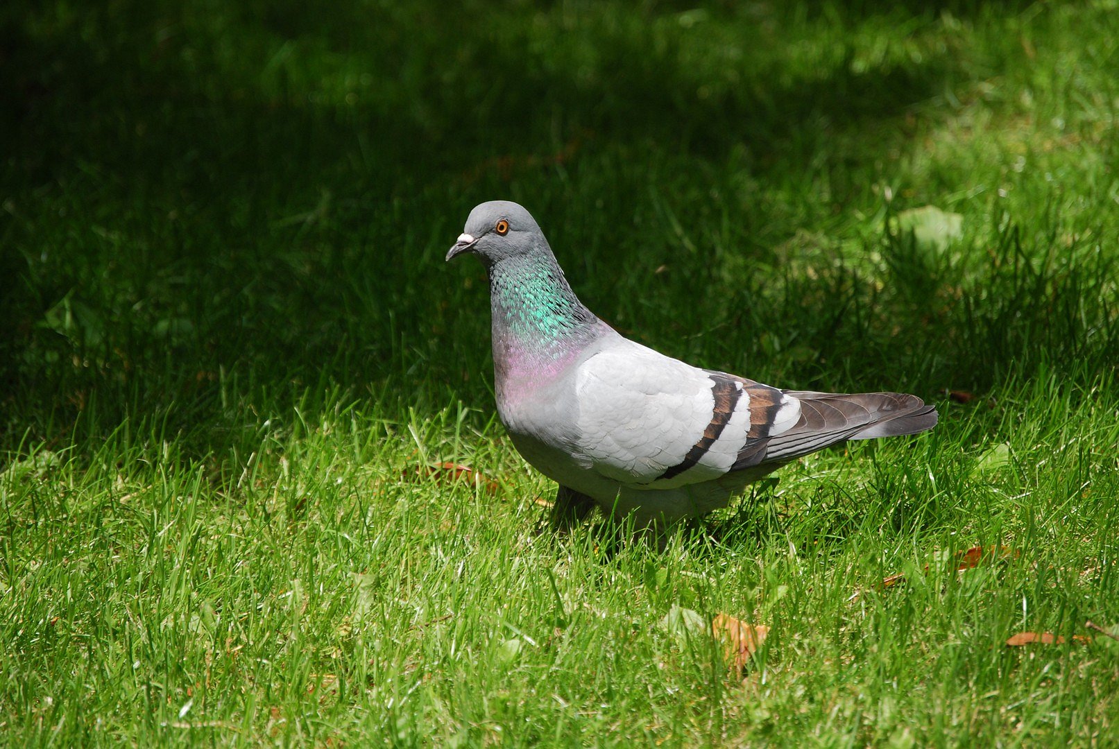 Pigeon.