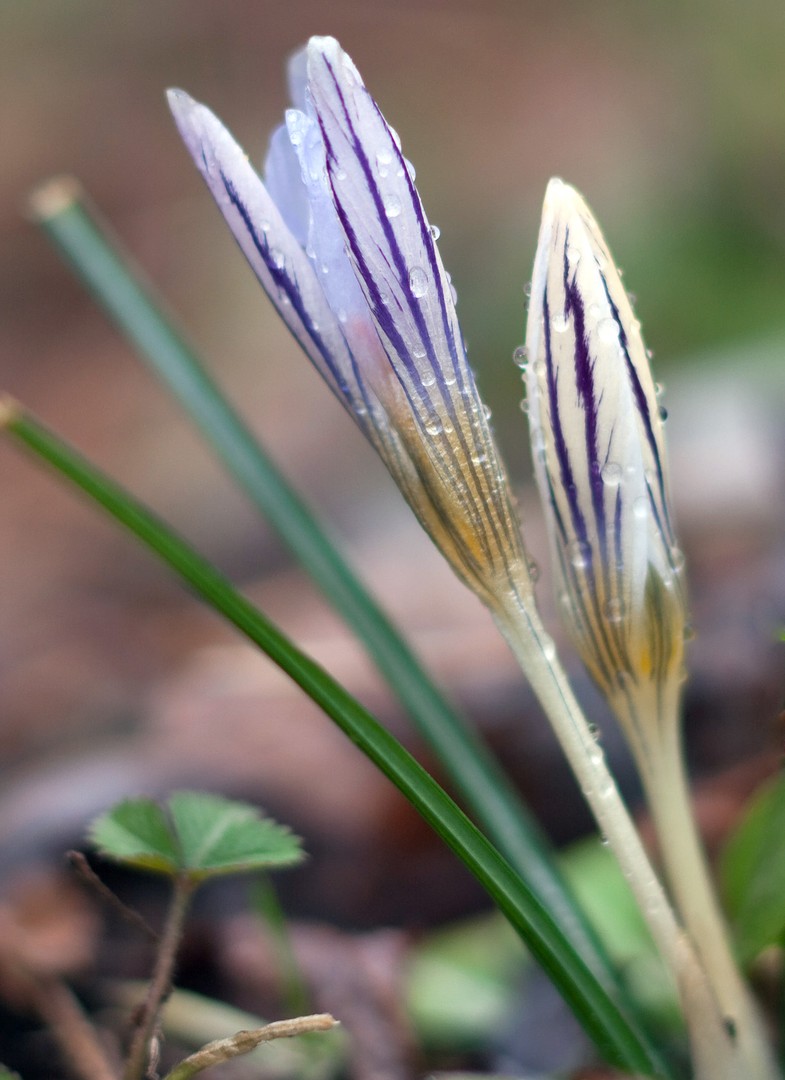 Crocus