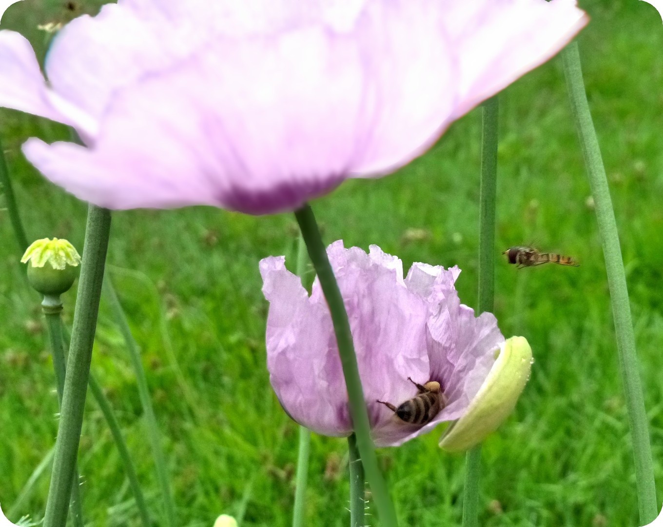 Mohn.....