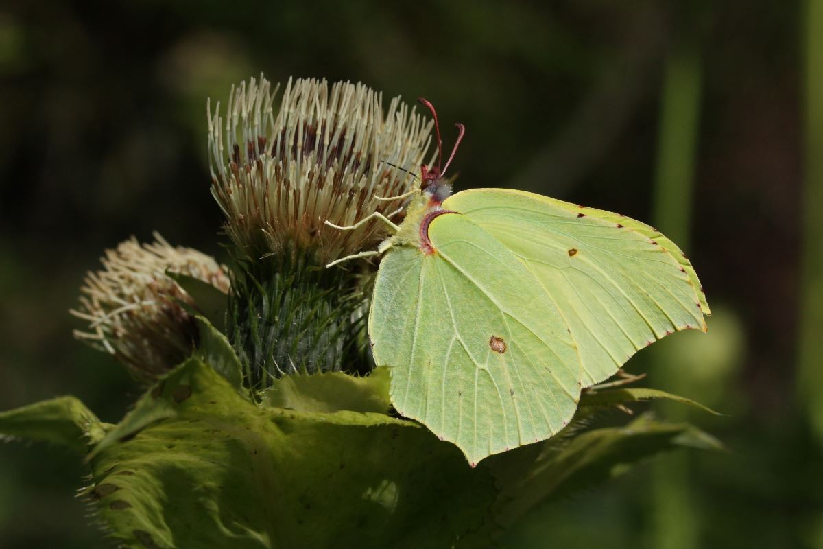 Zitronenfalter (Gonepteryx rhamni L.)