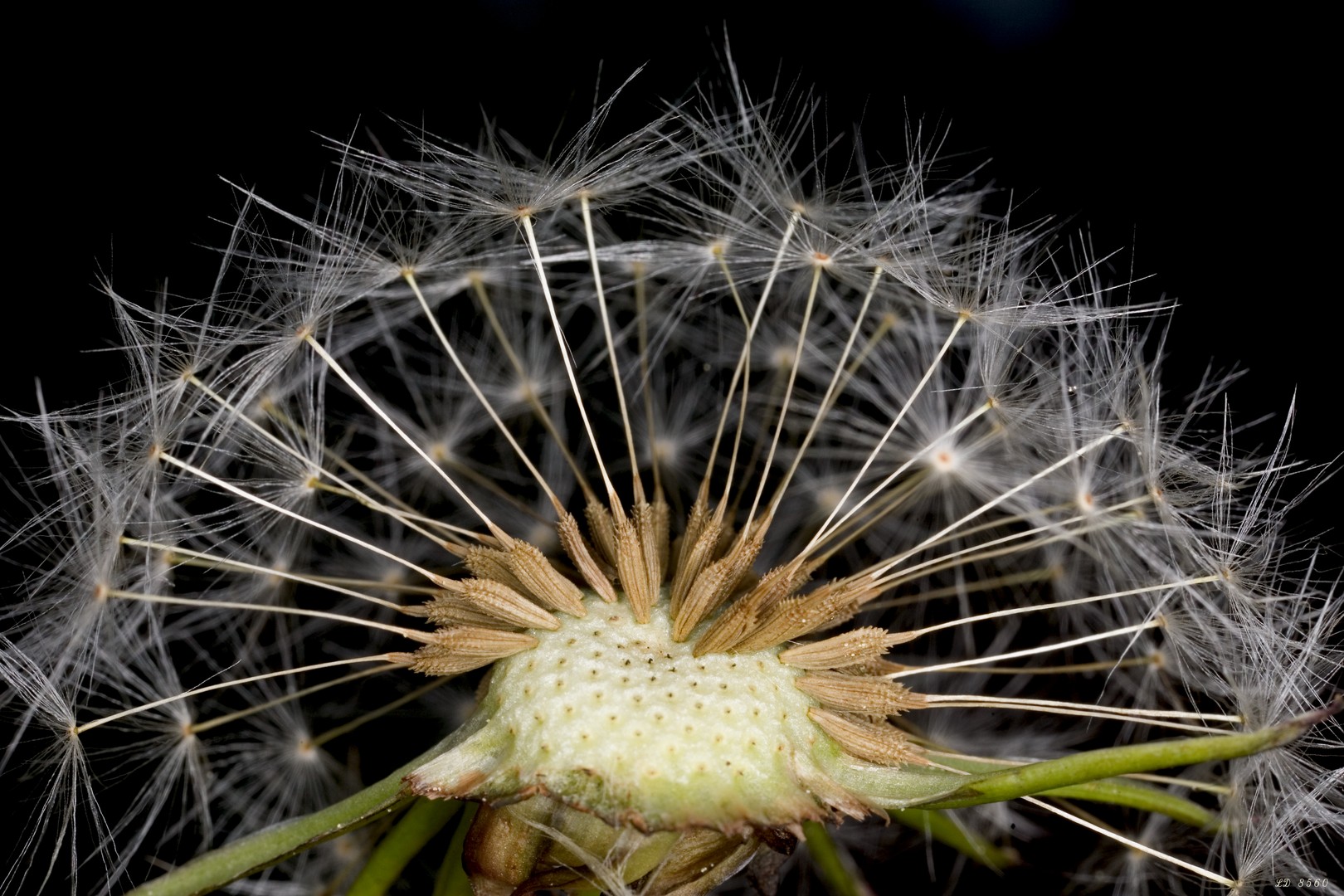 Pusteblume