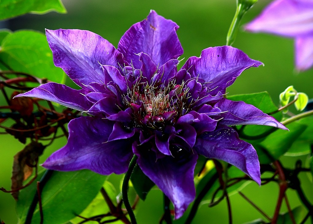 ein Traum von einer Blüte