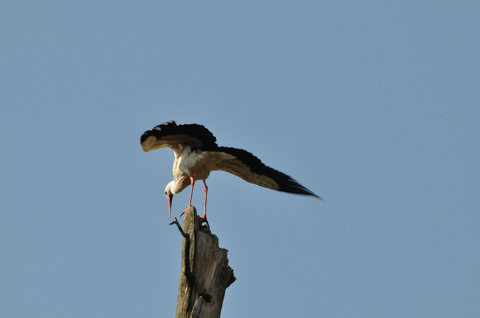 Storch